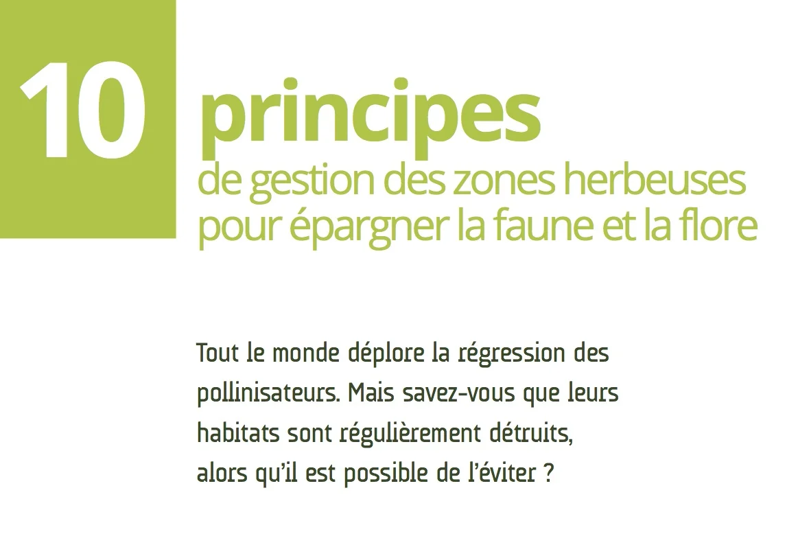 10 principes pour un jardin favorable aux pollinisateurs