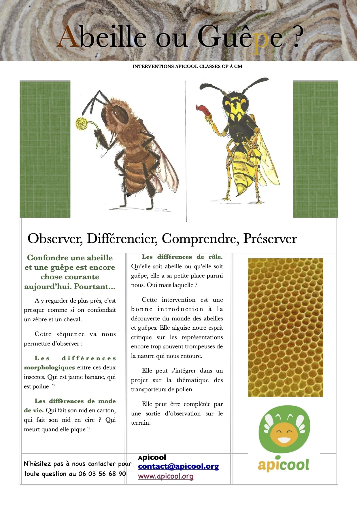 Guêpes sociales et solitaires