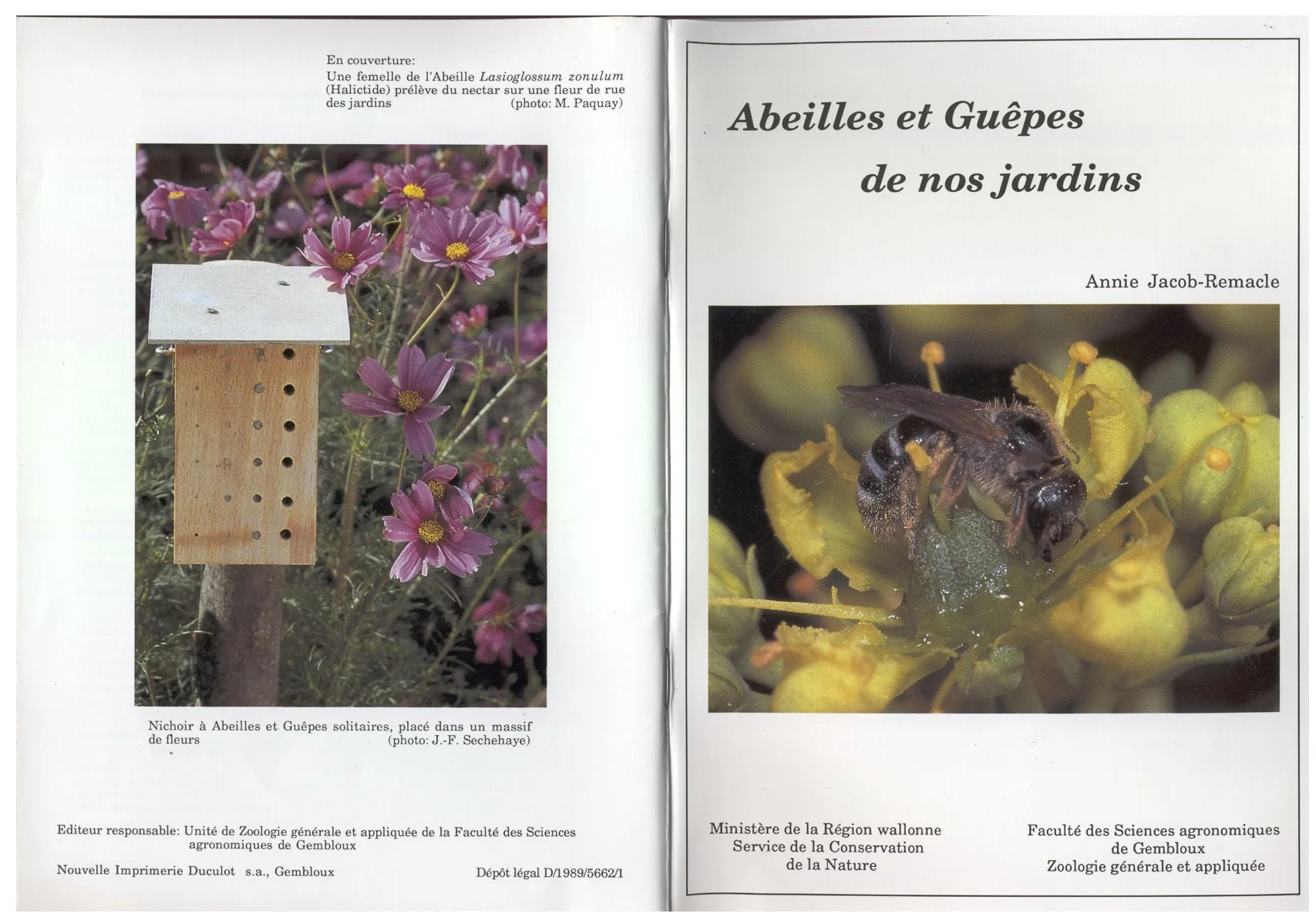 Comparer abeilles et guêpes pour mieux observer