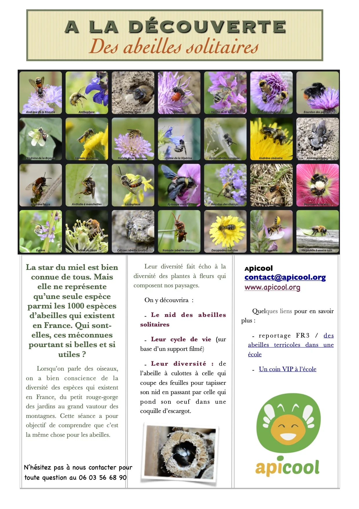 Abeilles solitaires