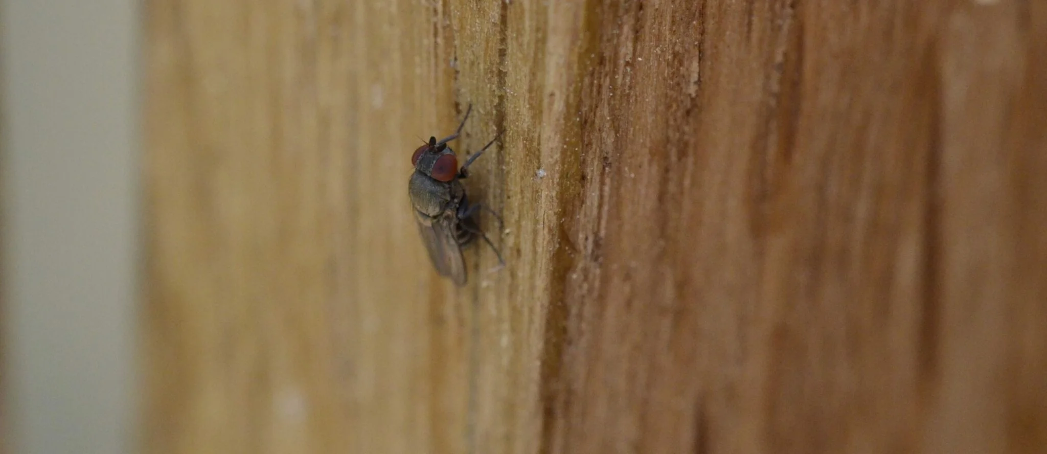 Parasitoïde observé dans une galerie