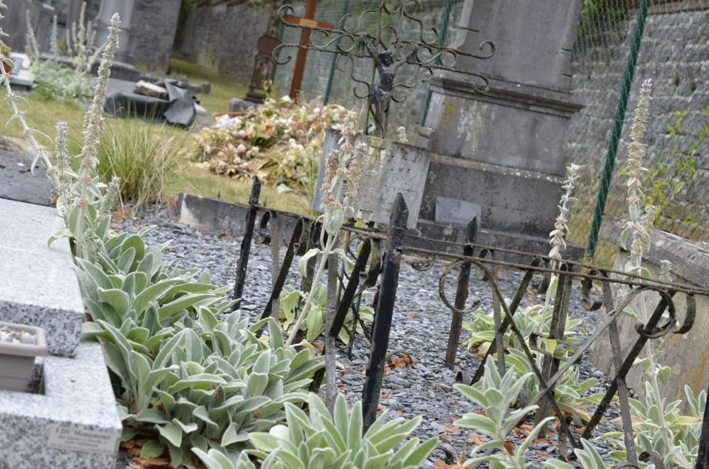 Cimetière fleuri : renaturation douce