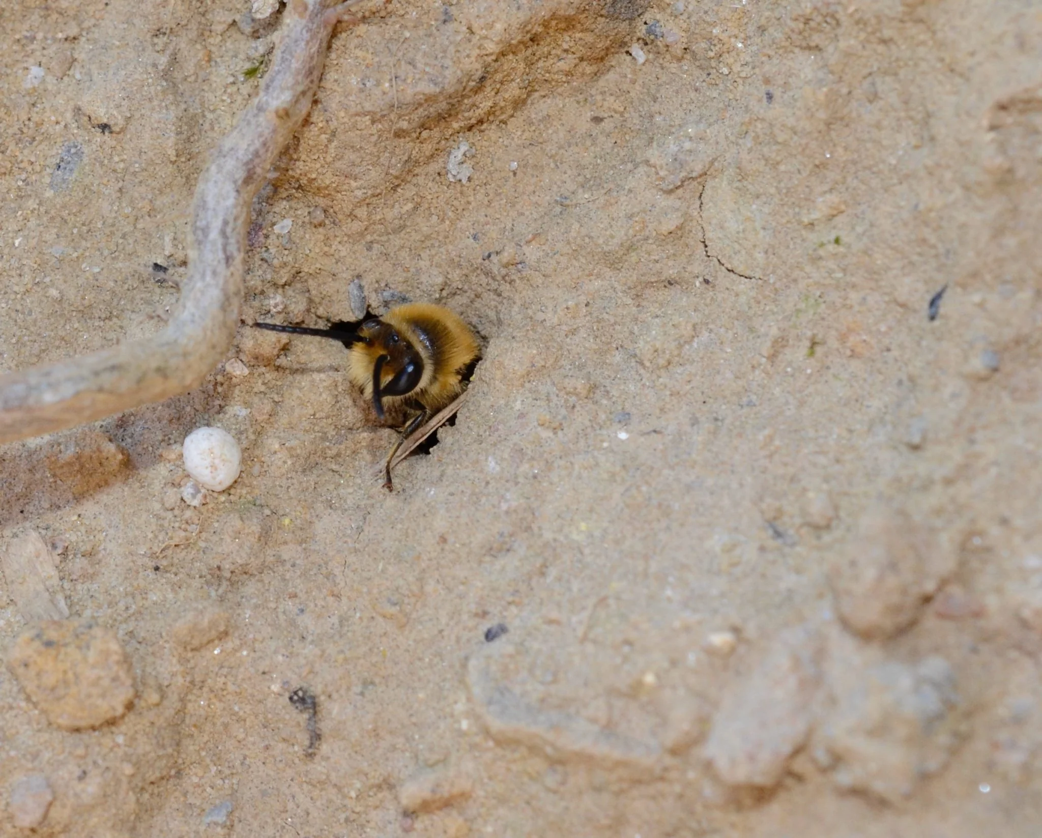 Abeille terricole : mâle