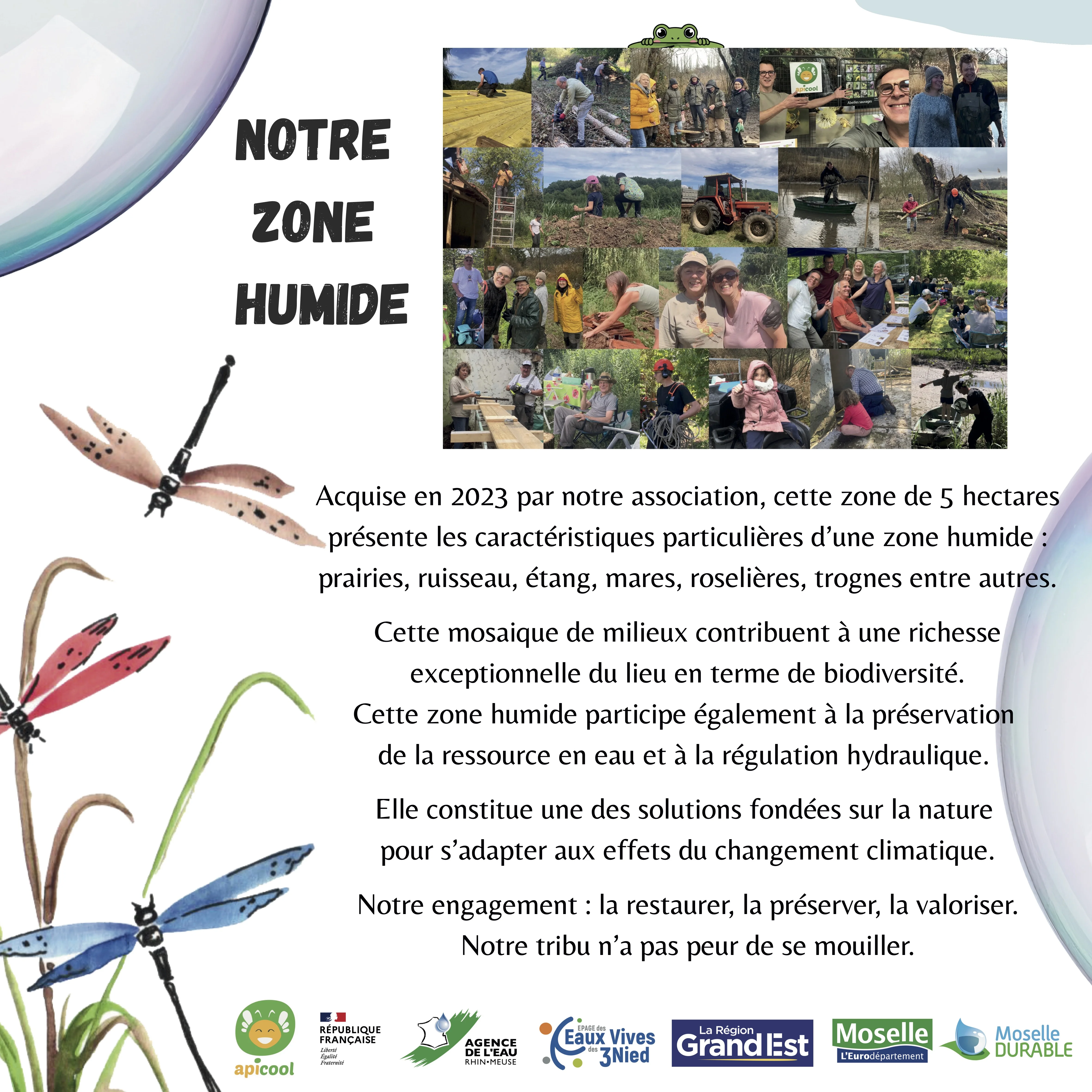 Projet Faire bleu - Zone humide