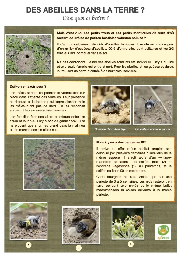 Fiche pratique sur les abeilles terricoles