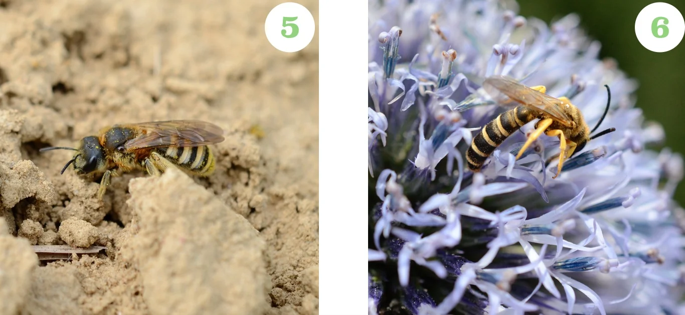 Observation de terrain : habitat sableux
