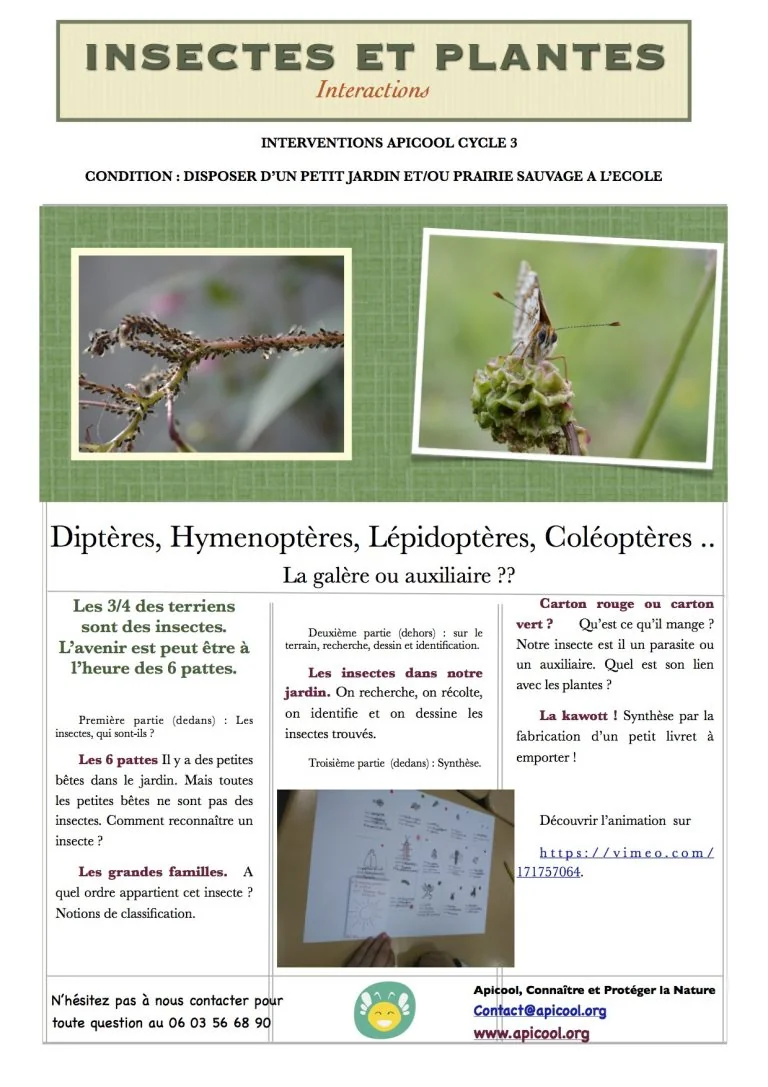 Insectes et plantes