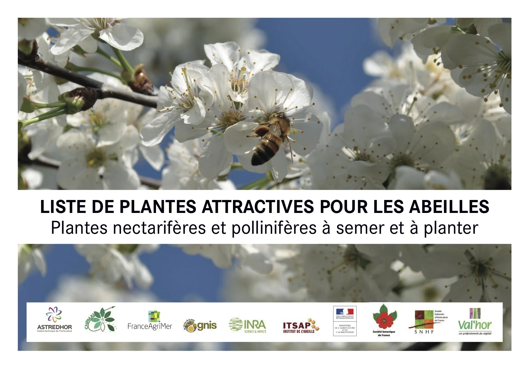 Palette végétale pour espaces publics