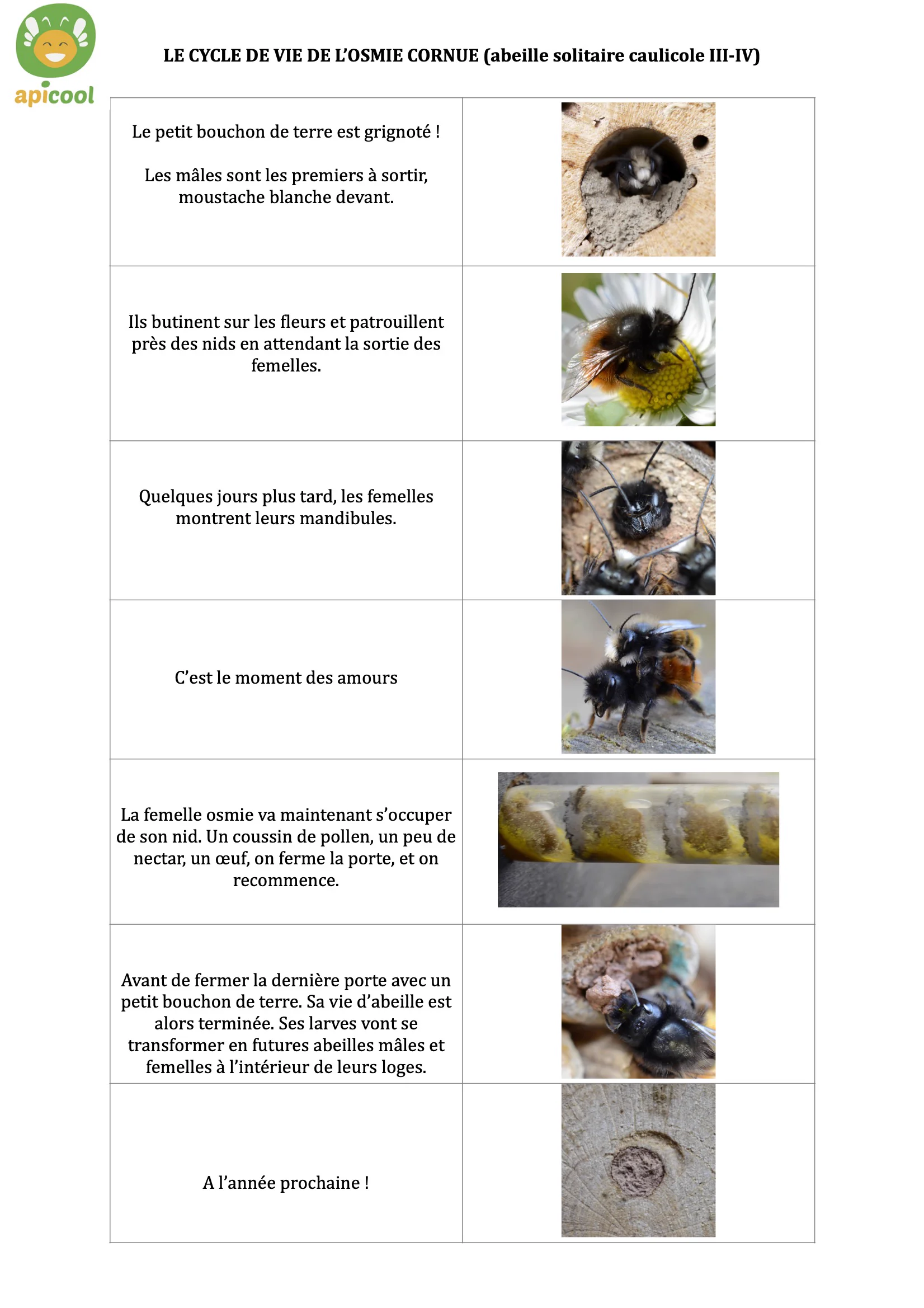 Cycle de vie d'une abeille solitaire