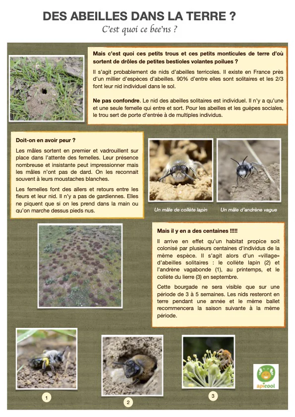 Fiche pratique abeilles terricoles