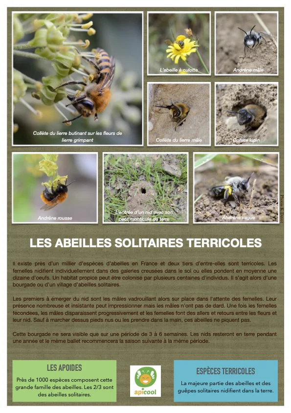 Observer les zones de nidification
