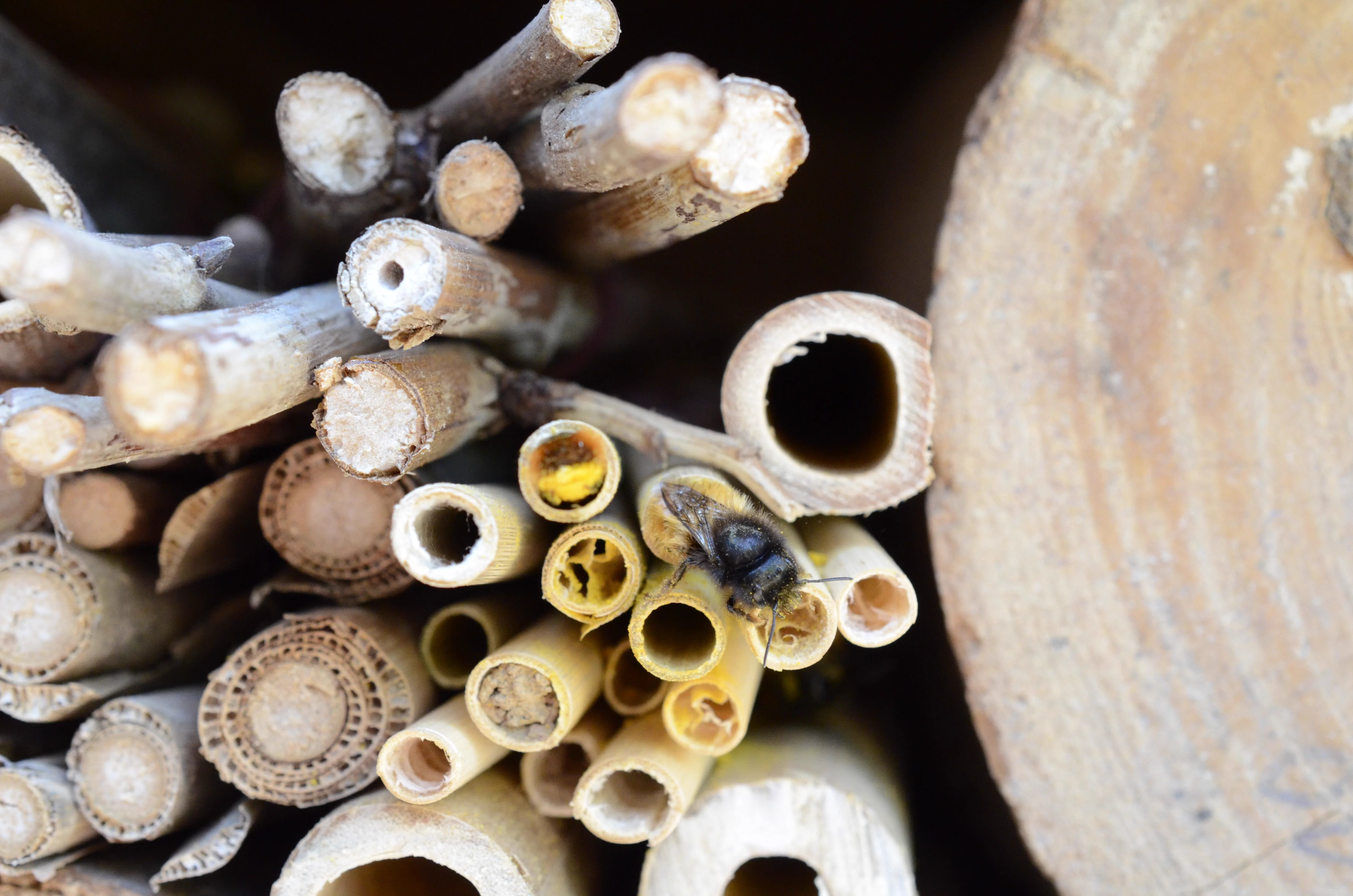 Suivi d'un nichoir à abeilles solitaires