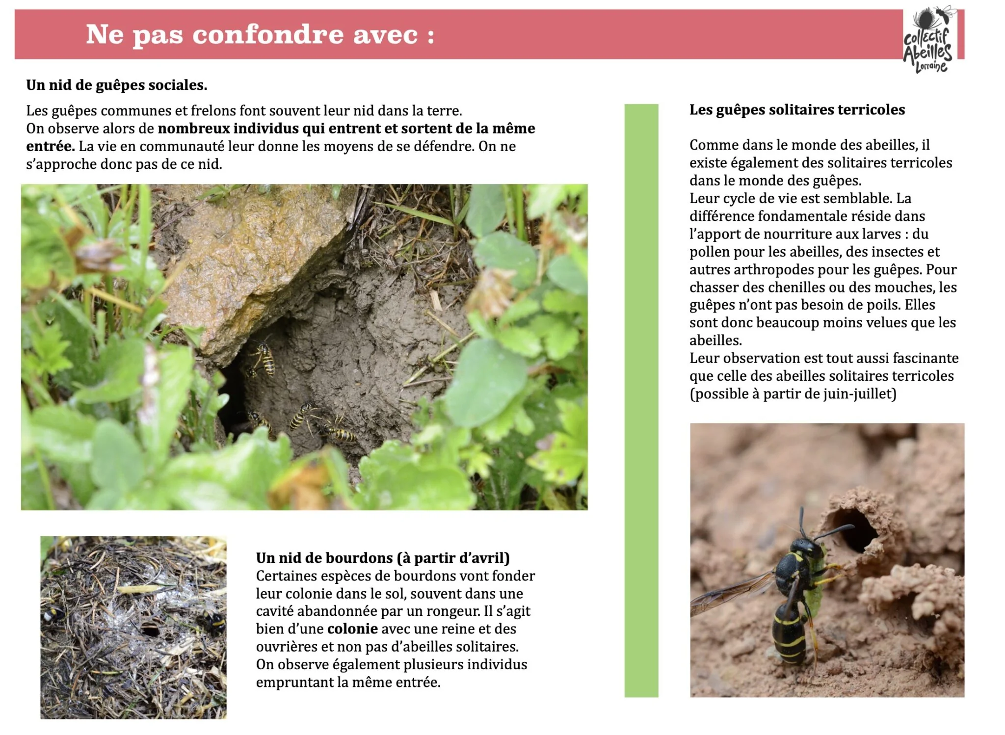 Ne pas confondre abeilles et autres insectes