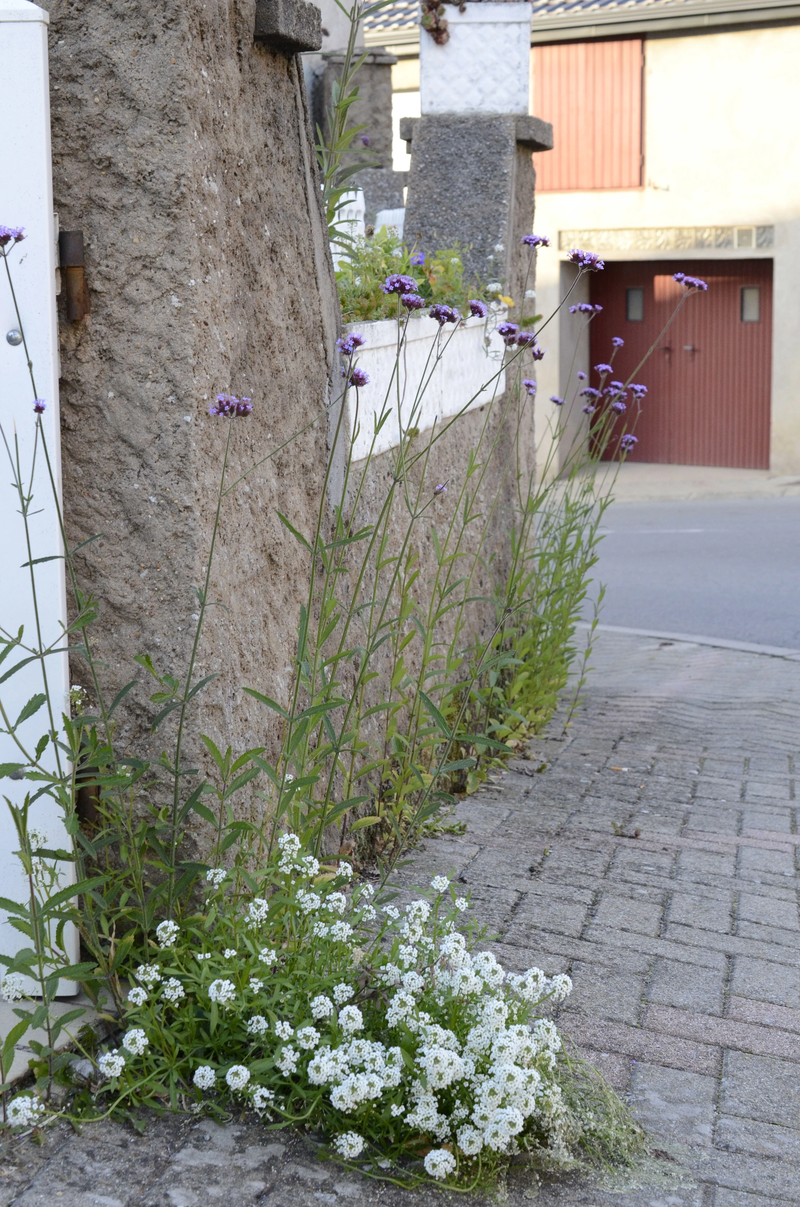 Fleurs sur trottoir : initiative citoyenne