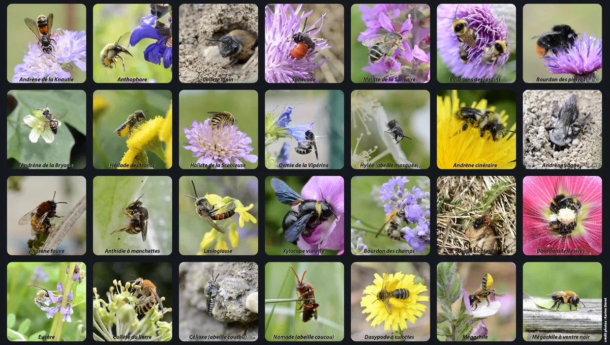 Abeille sur une fleur